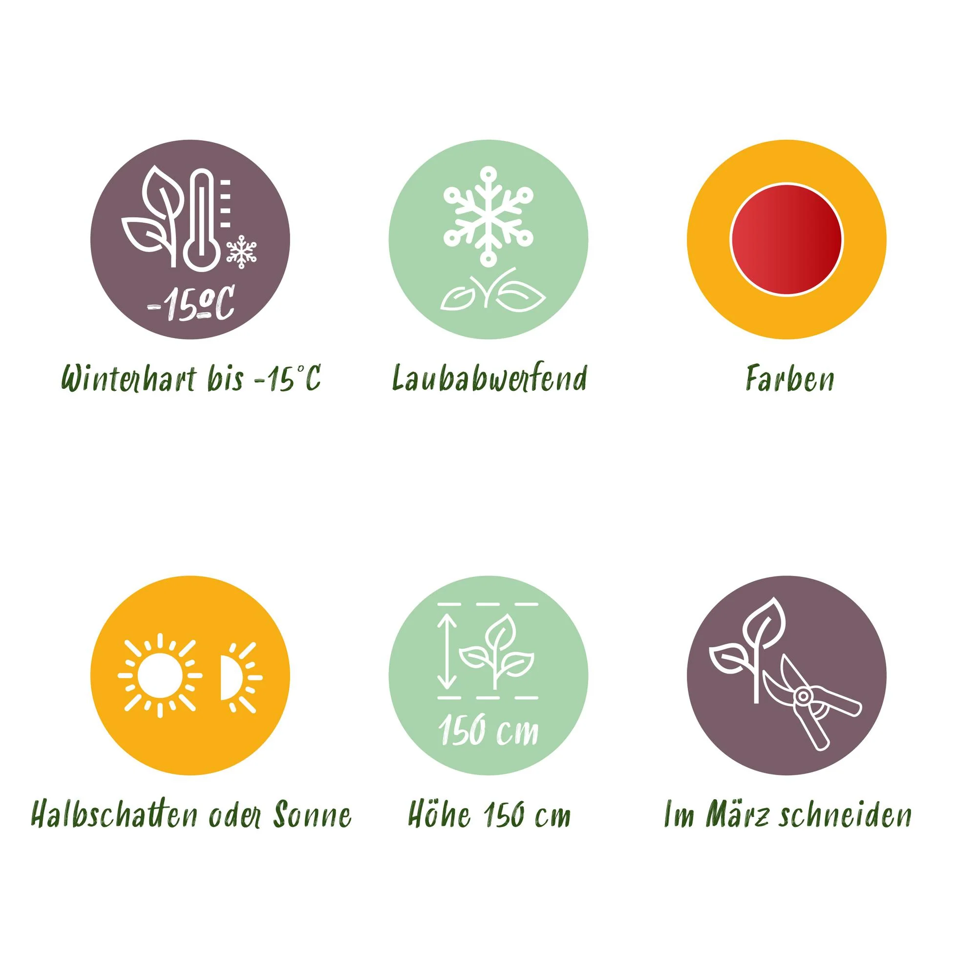 Productafbeelding 5