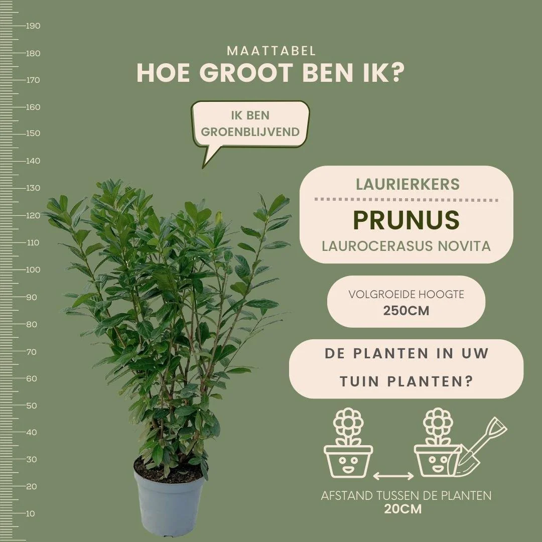 Productafbeelding 6