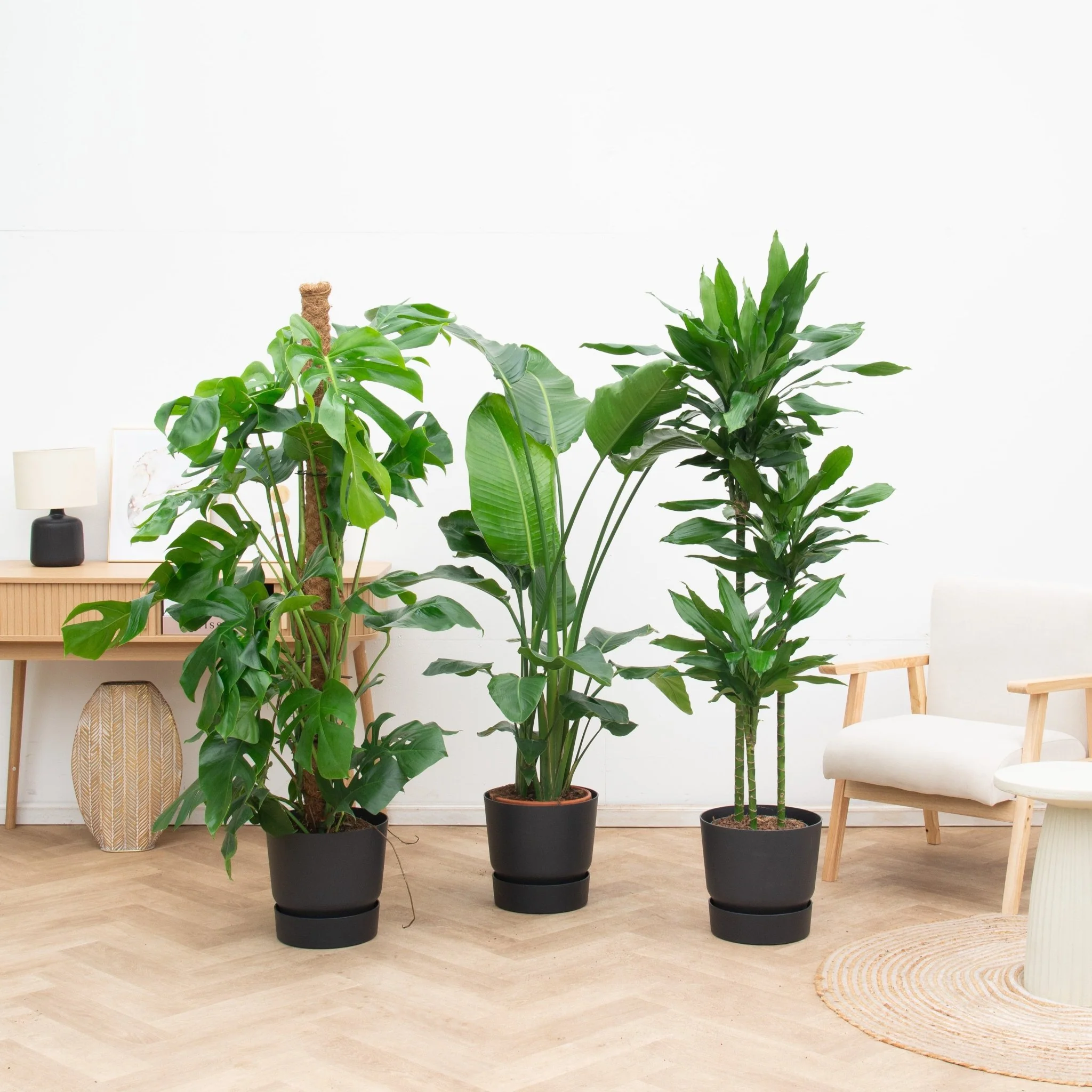 Miniatuur 1