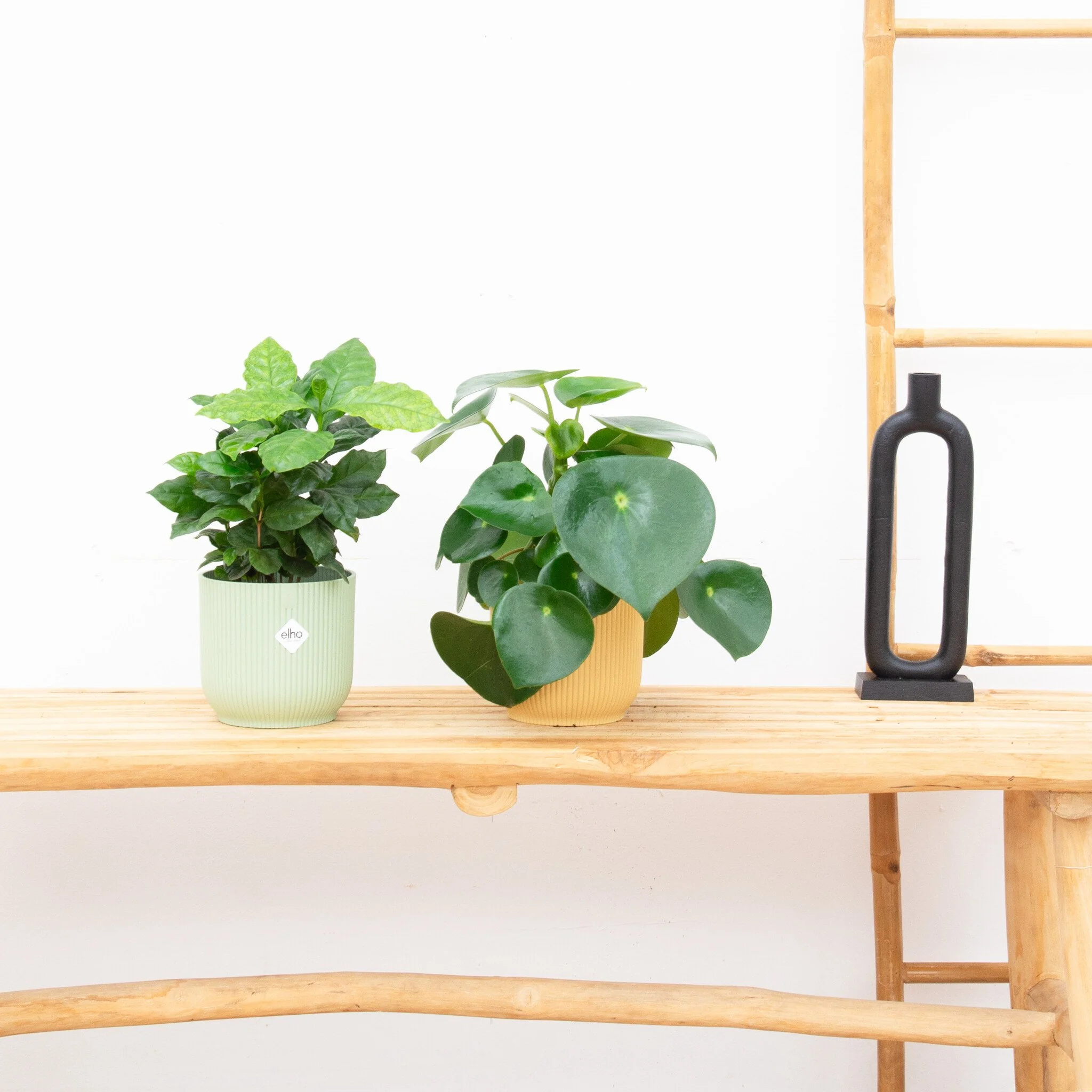 Miniatuur 1