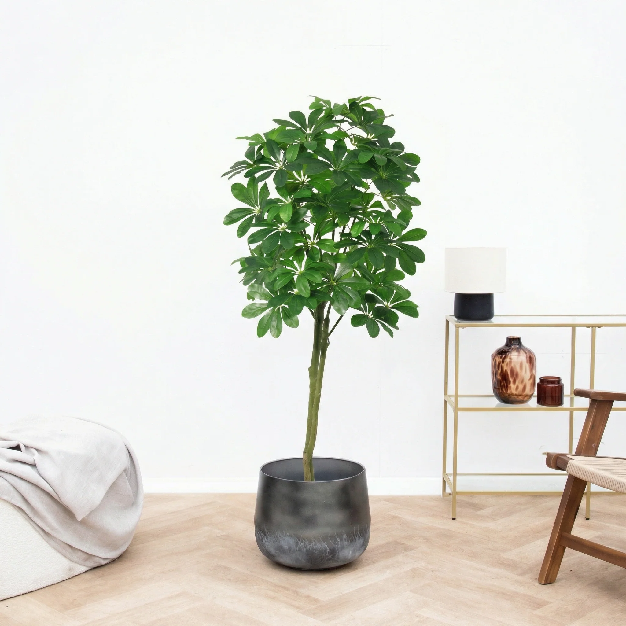 Miniatuur 1