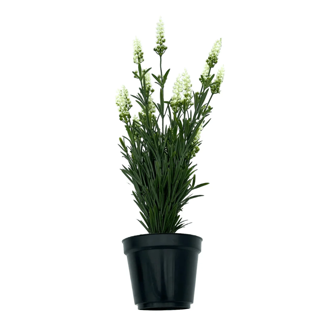 Miniatuur 2