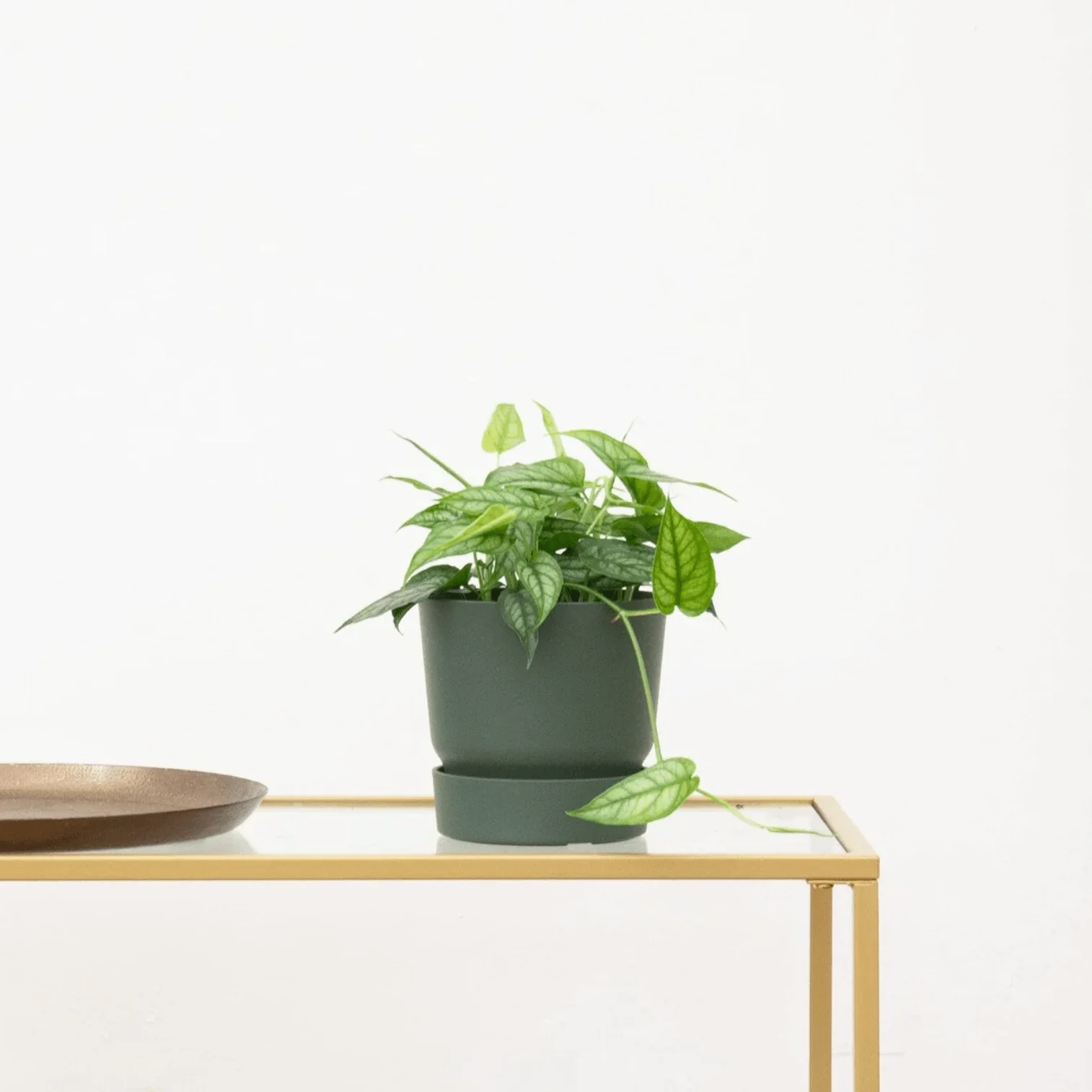 Miniatuur 1