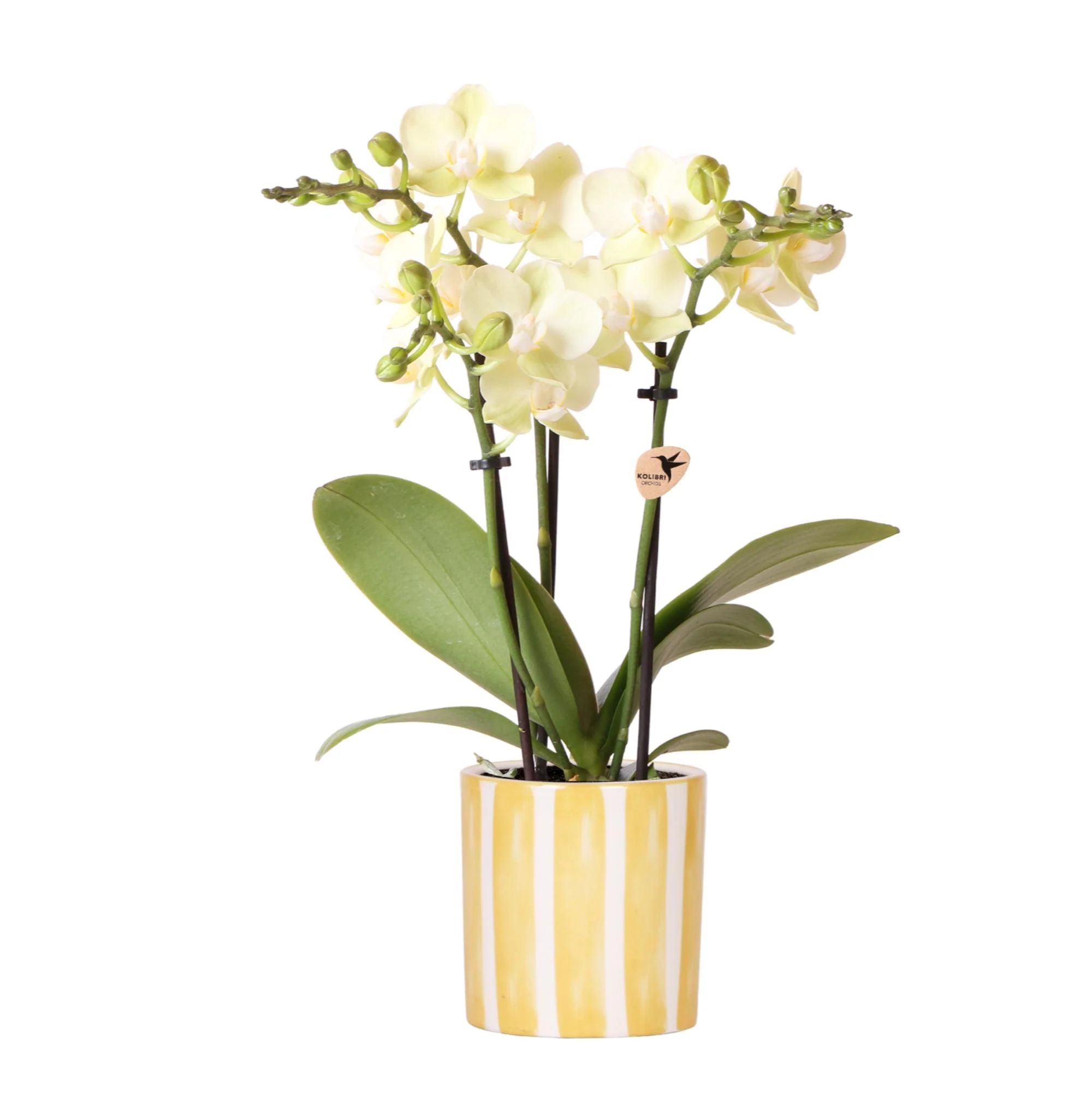 Miniatuur 2