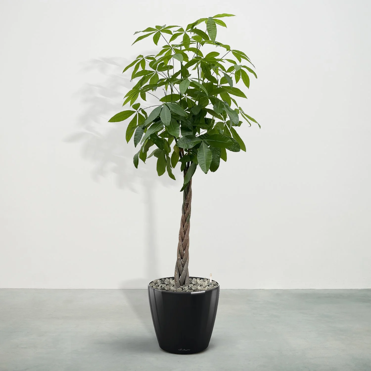 Miniatuur 1