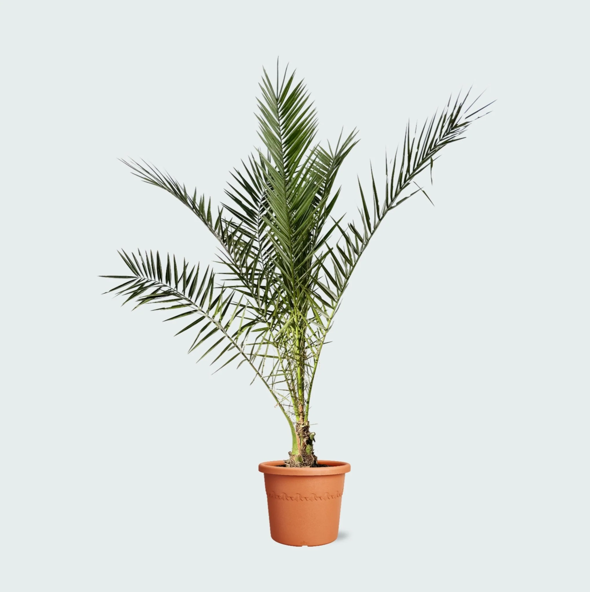 Miniatuur 1
