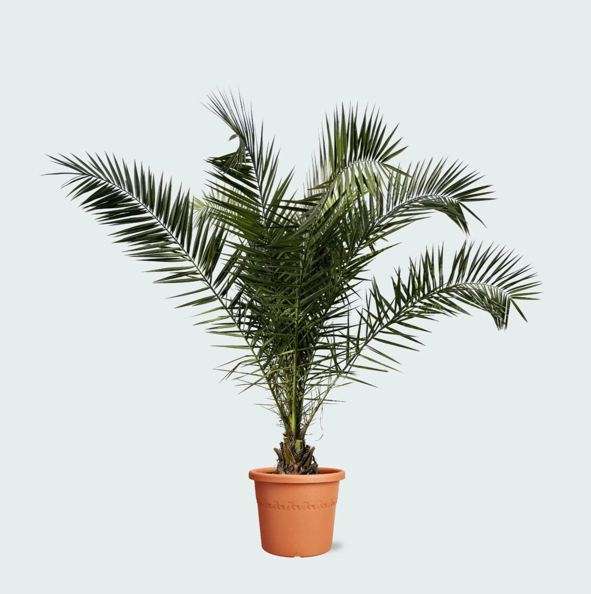 Miniatuur 1
