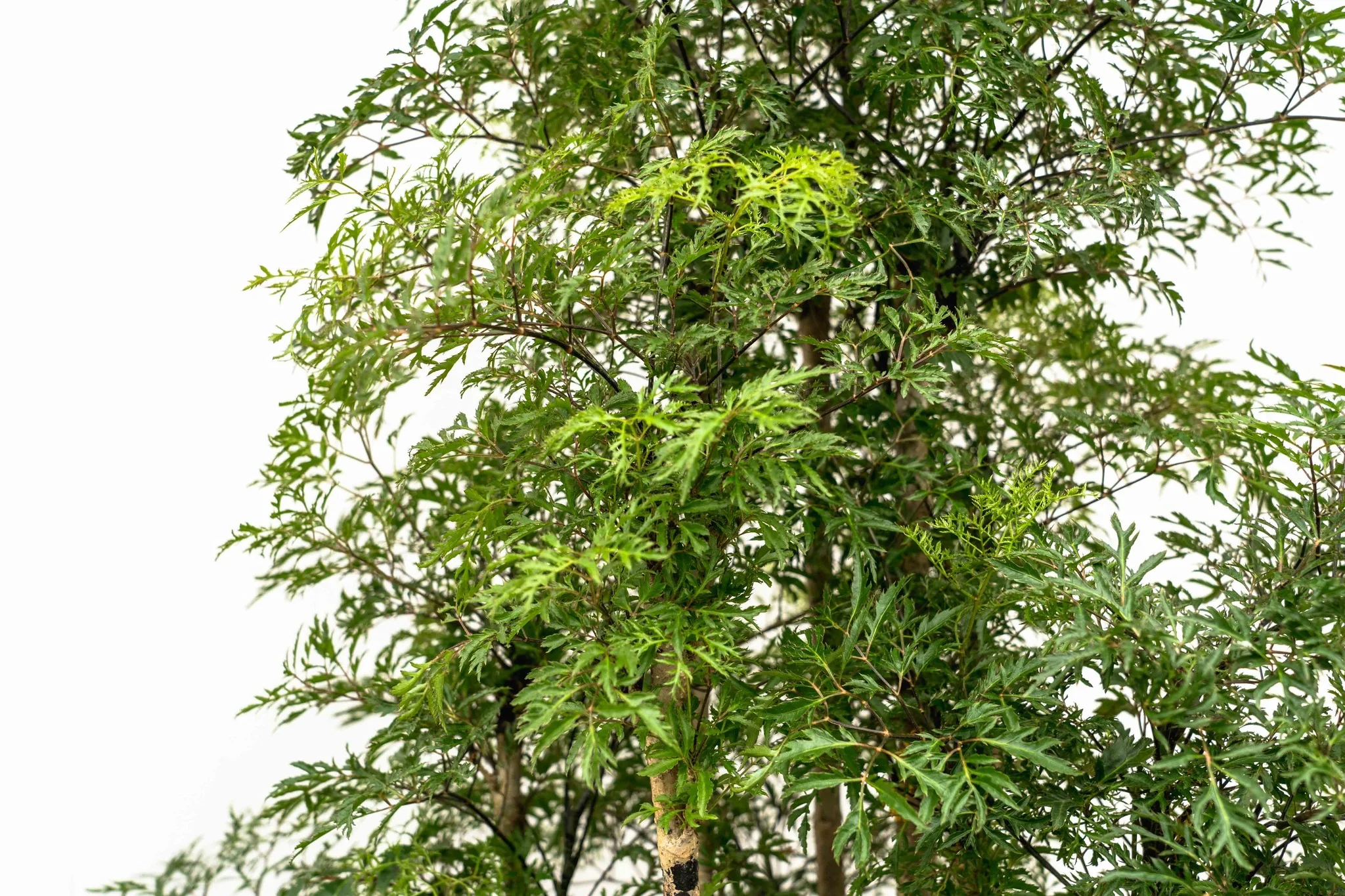 Miniatuur 2