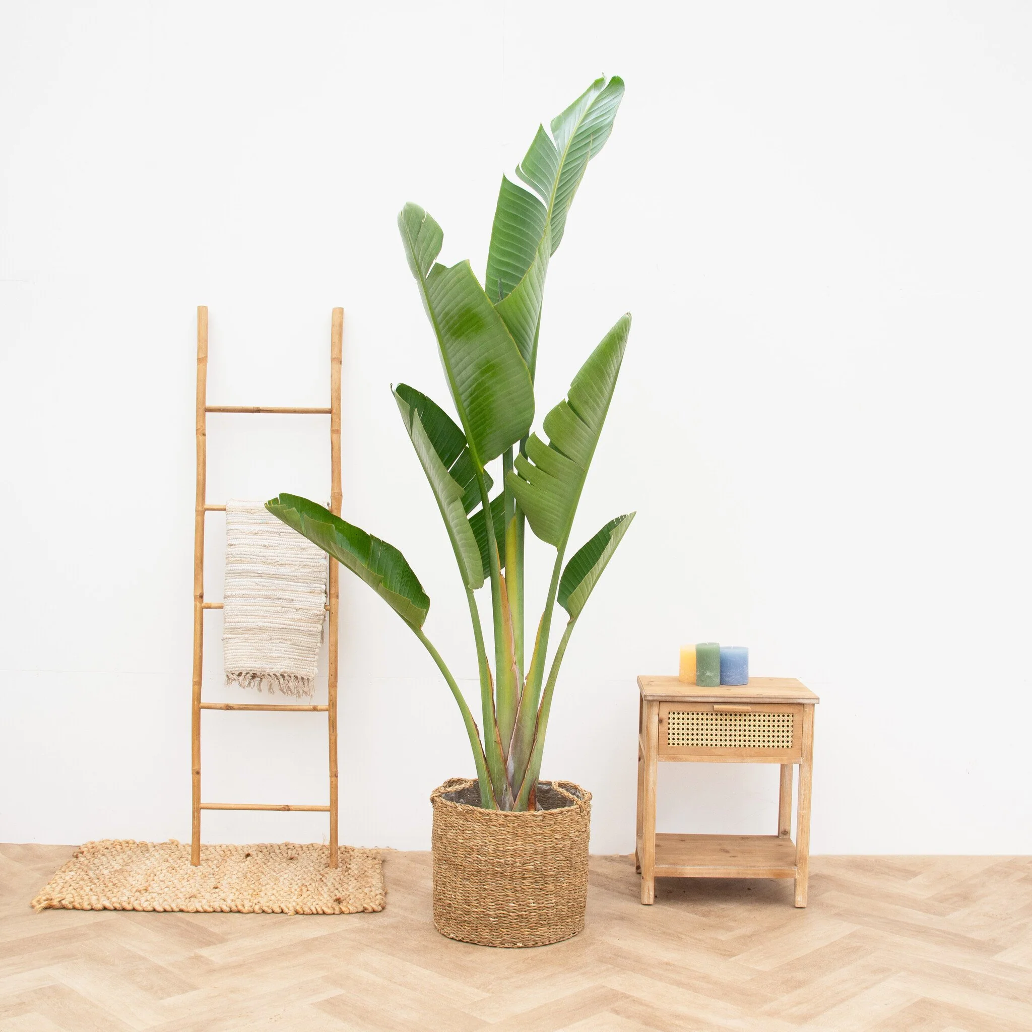 Miniatuur 1
