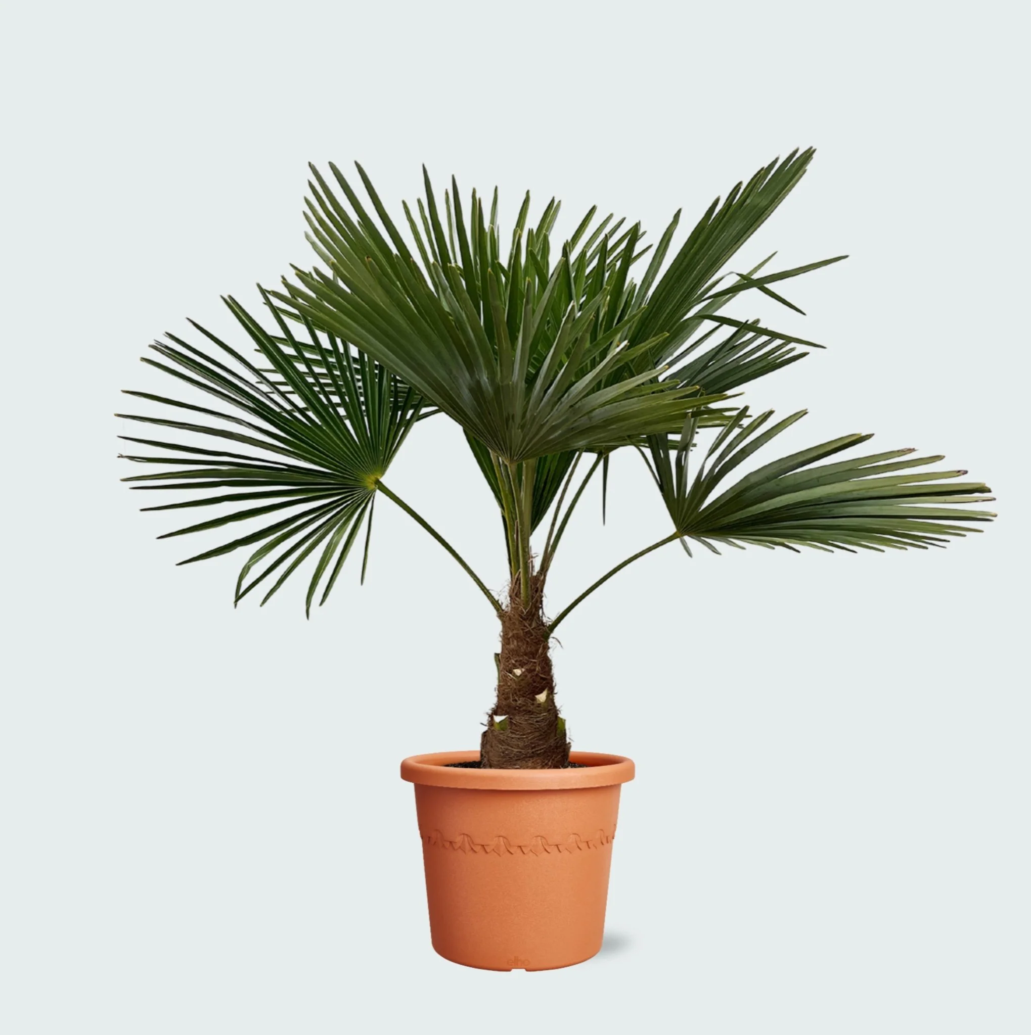 Miniatuur 1