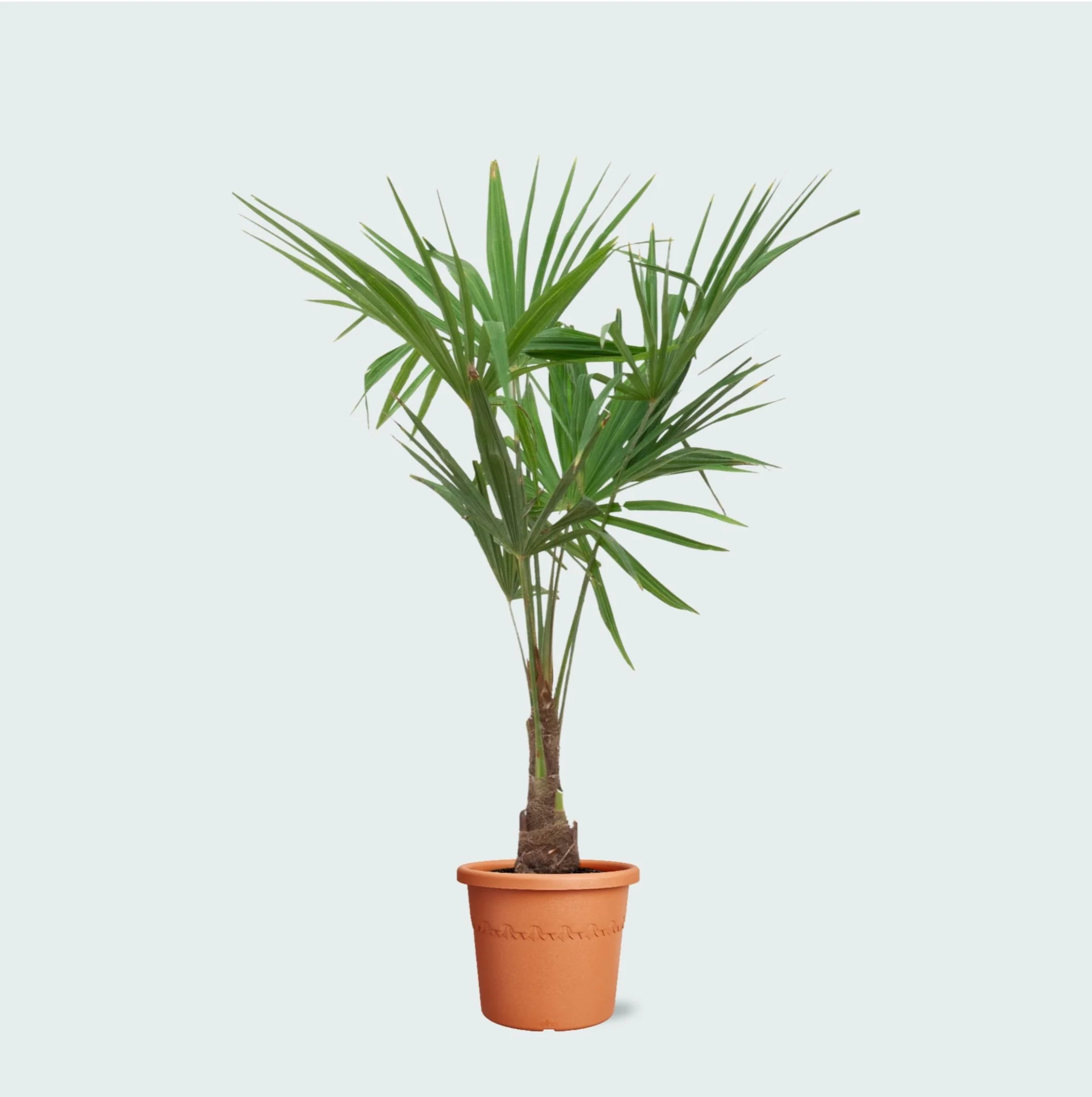 Miniatuur 1
