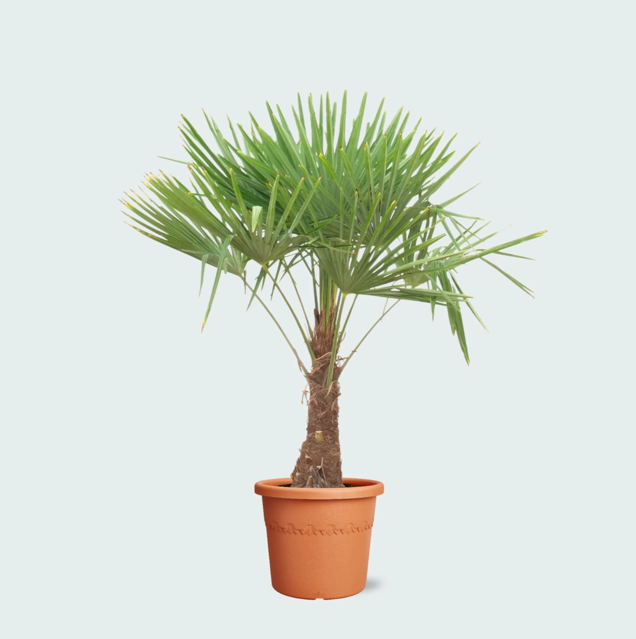Miniatuur 1