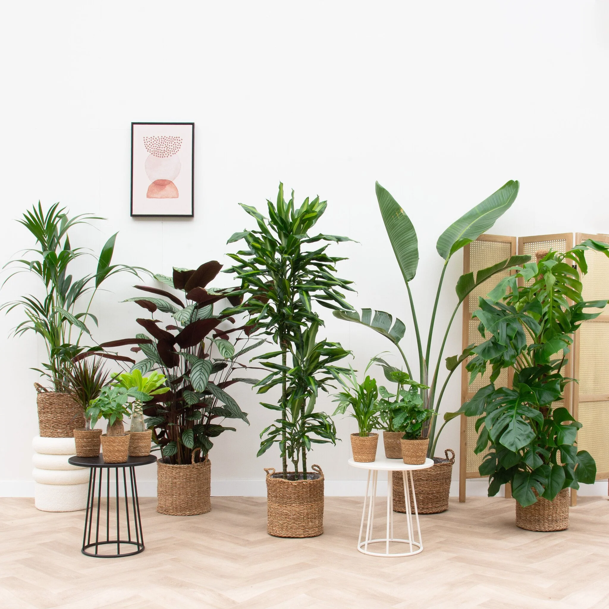 Miniatuur 1