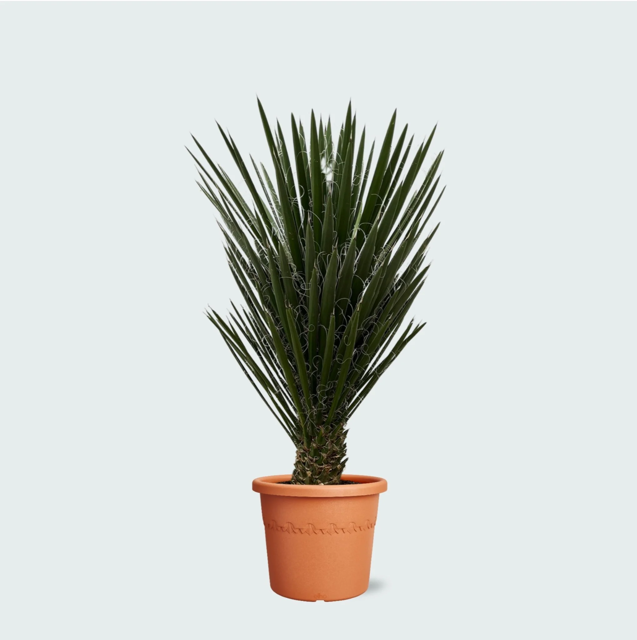Miniatuur 1