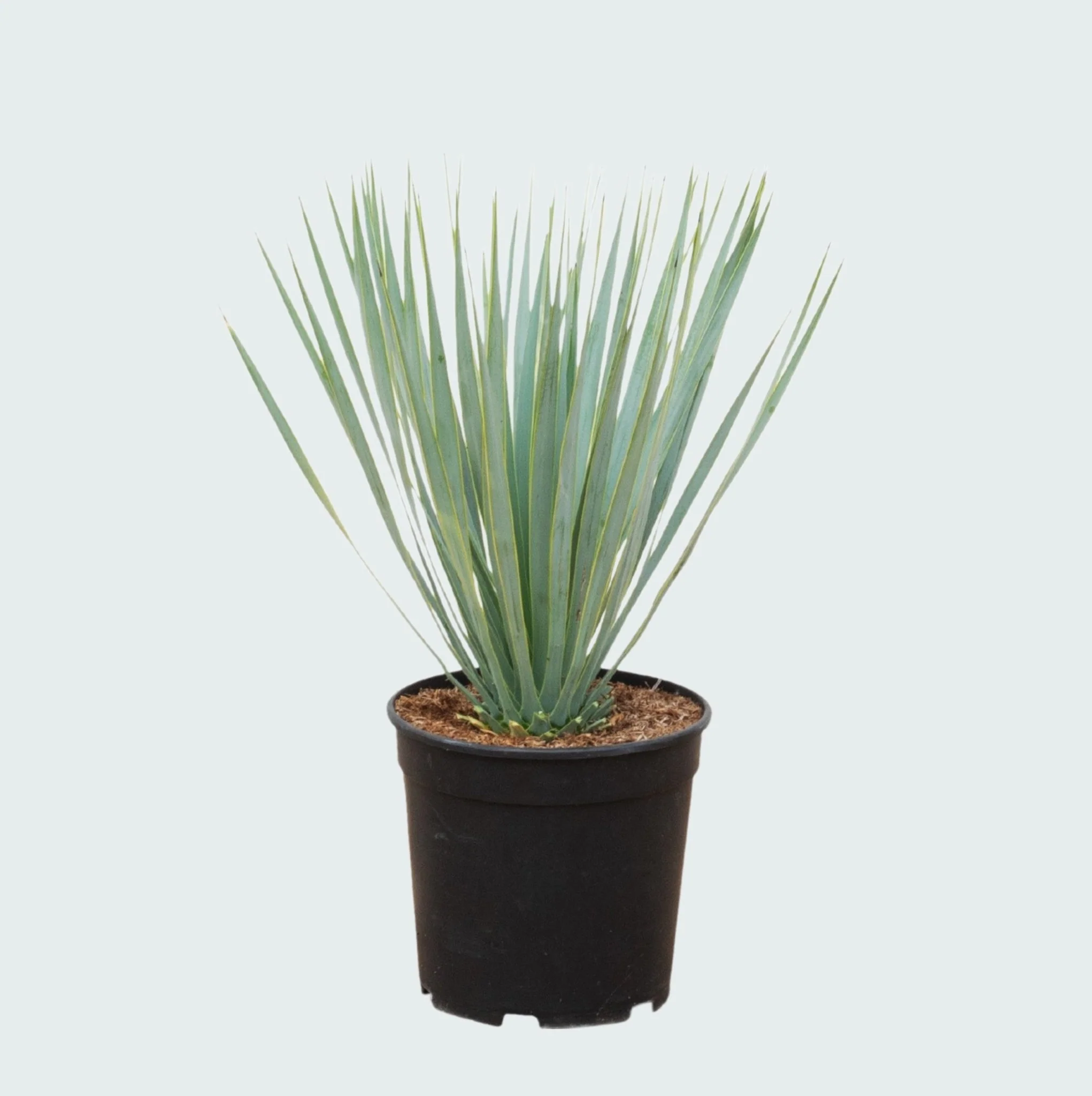 Miniatuur 2