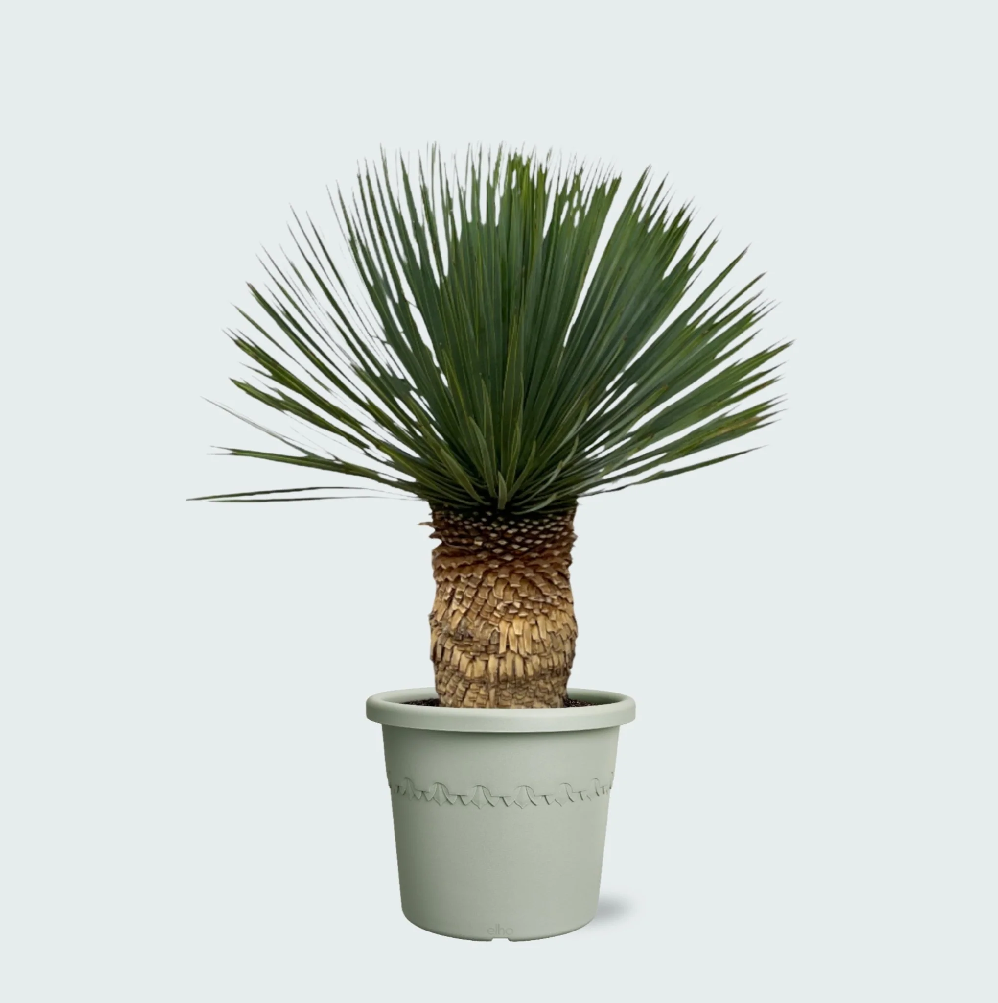 Miniatuur 1