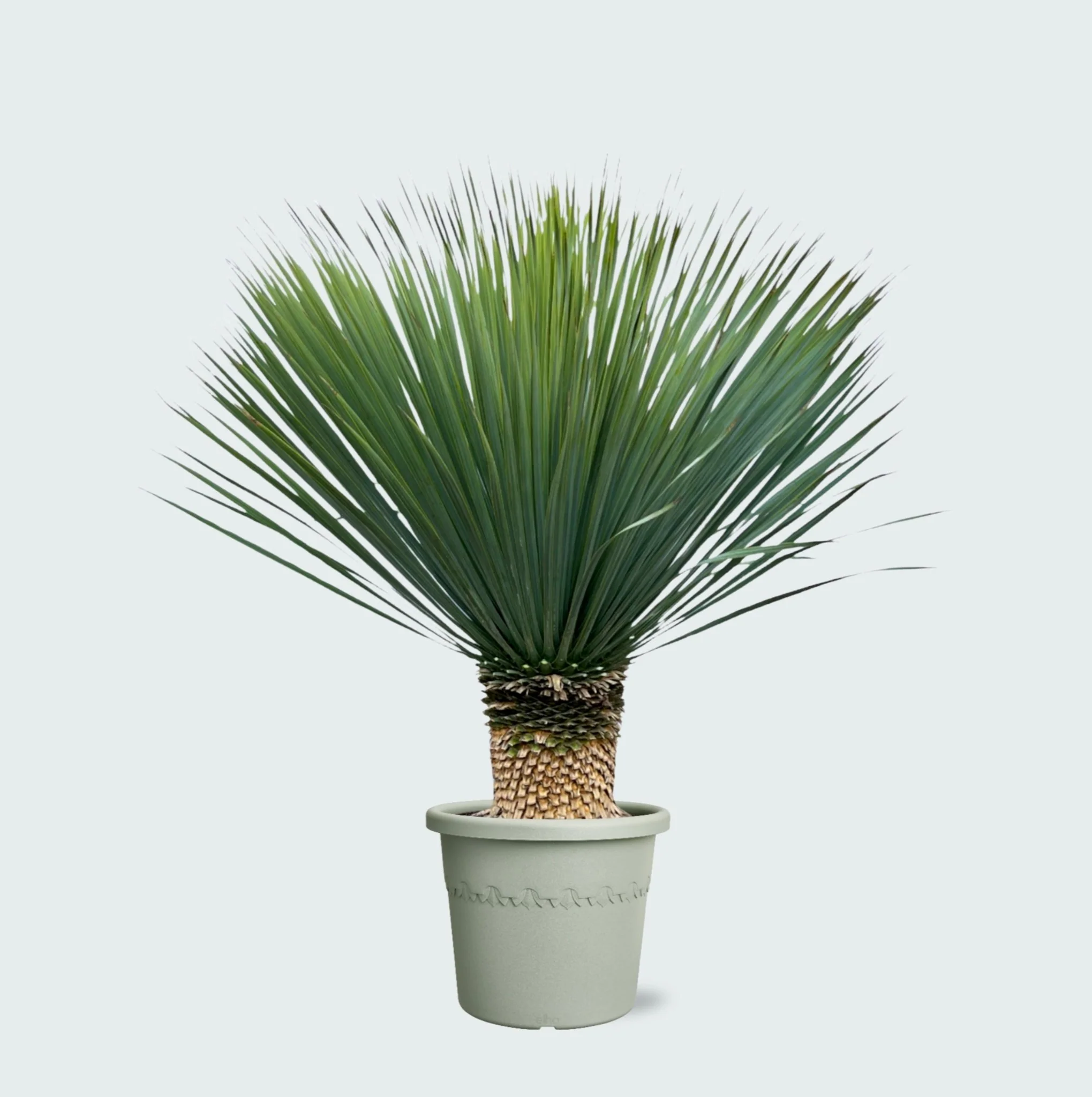 Miniatuur 1